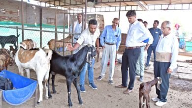 Photo of शासन की योजना से पशुपालक कुलदीप के समृद्धि की राह हुई आसान