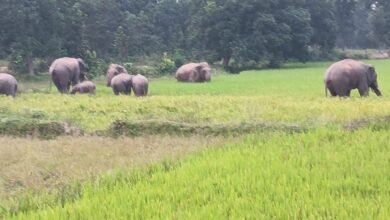 Photo of 11हाथीयों का दल कर रहा रिहायसी क्षेत्रो में विचरण, ,ग्रामीणों में दहसत का माहौल