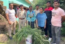 Photo of बाड़े में अवैध रूप से गाँजा की खेती कर बिक्री करने वाला आरोपी  गिरफ्तार