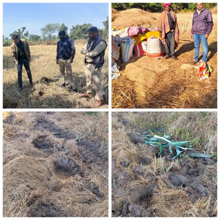 सीपत क्षेत्र के वनांचल ग्राम में बिछड़े हाथी ने फिर मचाया उत्पात, किसान के फसल को किया बर्बाद