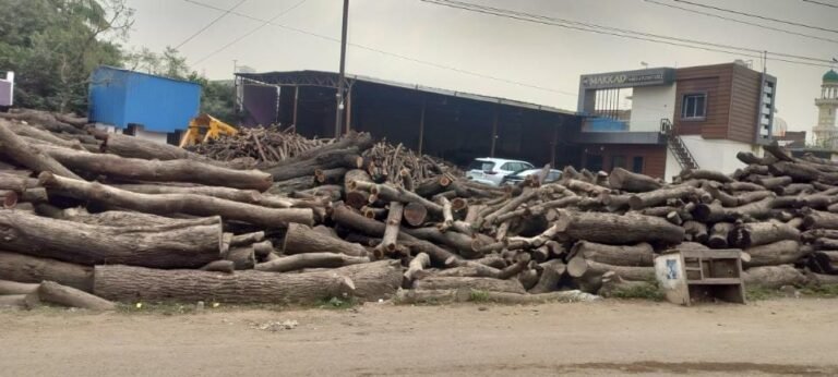 नगर पालिका की नाक के नीचे करोड़ों की सरकारी जमीन पर कब्जा, आरा मिल ने खड़ा किया लकड़ियों का पहाड़