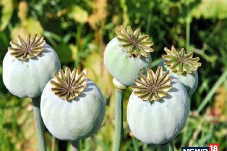 बलरामपुर में 2 एकड़ से अधिक भूमि में अफीम की अवैध खेती पर प्रशासन-पुलिस की संयुक्त कार्रवाई