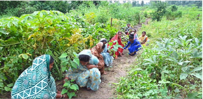 रायपुर : घरों की बाड़ी बनी महिलाओं की तरक्की की राह