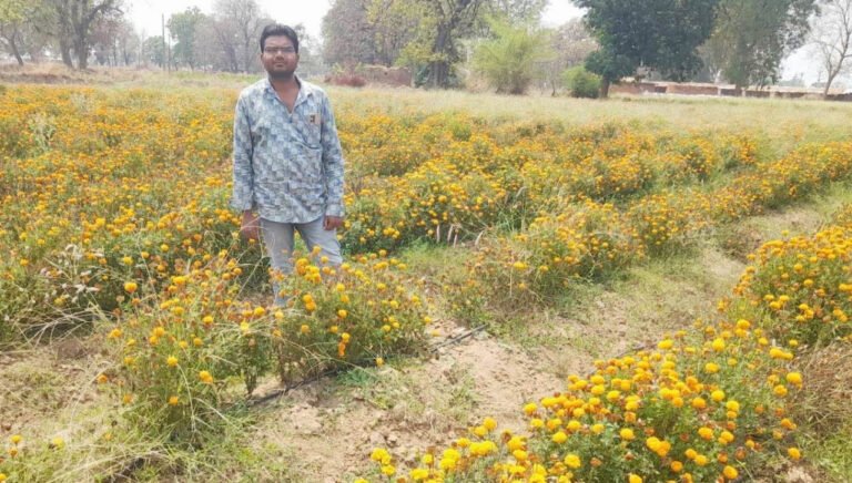 रायपुर : गेंदा की खेती से बढ़ी आय और बनी नई पहचान गेंदा की खेती से बढ़ी आय और बनी नई पहचान