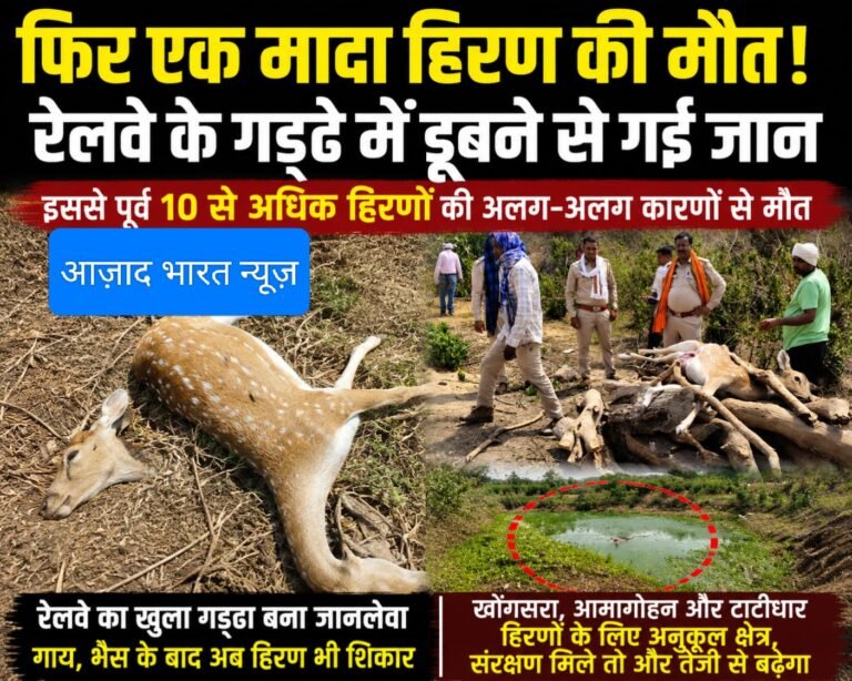 फिर एक मादा हिरण की मौत? रेलवे द्वारा खोदे गए गड्ढे में डूबने से गई जान