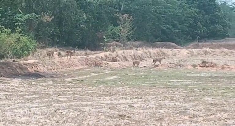 जंगल की खूबसूरती में चार चांद, जतमई में दिखा हिरनों का विशाल झुंड