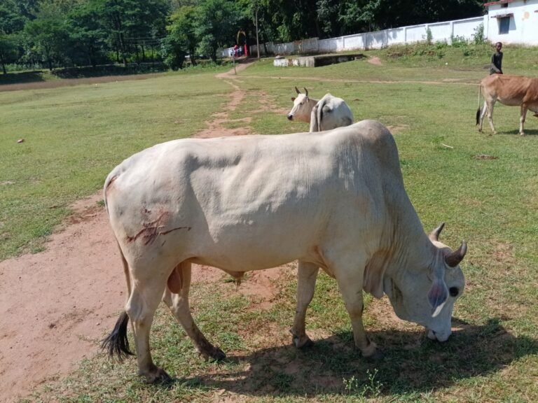 हाई स्कूल ग्राउंड बेलगहना में बाघ का आतंक