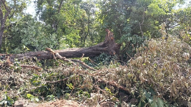 राजिम–छुरा रोड चौड़ीकरण के नाम पर सैकड़ों पेड़ उखाड़े, ठेकेदार की मनमानी पर उठे सवाल